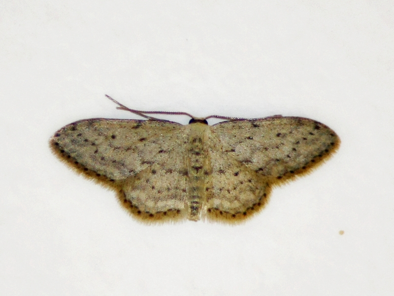 Idaea seriata e/o Scopula nigropunctata?